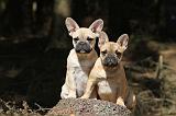 BOULEDOGUE FRANCAIS 553